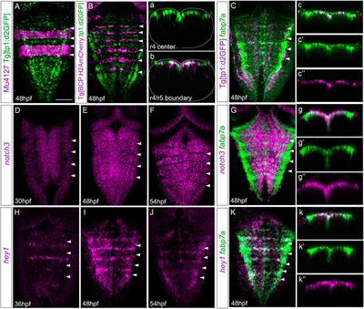 Hindbrain rhombomere centers harbor a heterogenous population of dividing progenitors which rely on Notch signaling